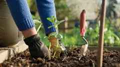 肥料の天然代替品が見つかった：これらの植物は自らを肥やす