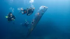 「こんなものは見たことがない」：メキシコで、終末の日の珍しい魚が海岸に打ち上げられた