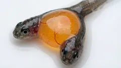 二つの頭と一つの体：科学者たちが偶然に珍しい結合双生児を発見